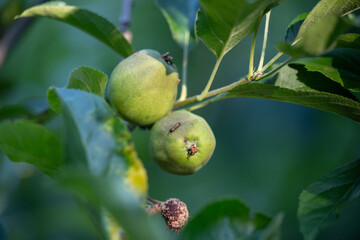 A small brown insect rests on the surface of an unripe green apple, captured in macro style with...