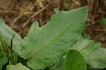 Rumex Crispus Leaf Texture