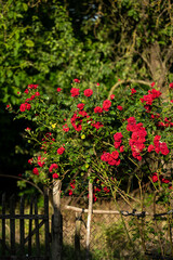 Vibrant red climbing roses blooming abundantly on a rustic wooden and wire fence in a sunlit garden. The roses stand out vividly against the lush green foliage and natural background.