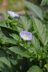 Nicandra Physalodes Flower Closeup