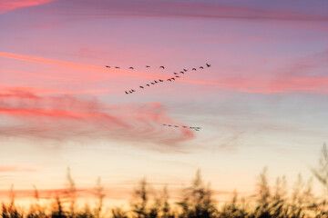 Cranes Flying in V Formation under Purple Evening Sky, Out-of-Focus Reed in Foreground