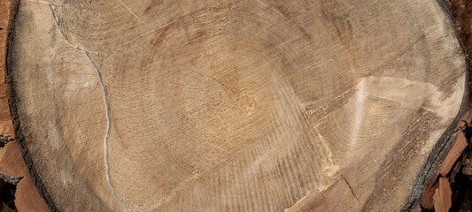 Abstract rustic cut wood texture - Closeup of brown wooden stump with cracks, tree trunks in cross-section wallpaper background - woods firewood hardwood timber forest panorama banner pattern.