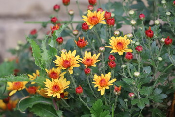 Yellow Chrysanthemum Bush with Red Buds
