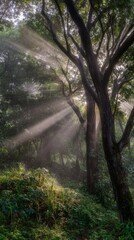 Obraz premium camphor. Sunlight filtering through a forest of camphor trees with visible light rays. travel magazines, destination branding, designed for travel destination branding, used by logistics managers. 
