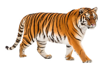 Fototapeta premium A magnificent tiger with bright orange and black stripes is calmly walking, an isolated transparent png showing the powerful wild animal.