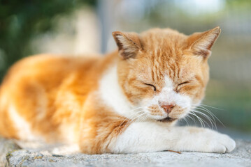 猫