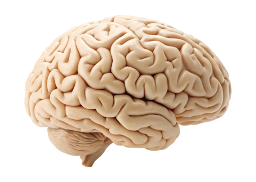 Anatomical brain showing complex natural folds, displayed from a side view, isolated on a transparent background, available as a png file.