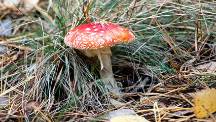amanita muscaria fly agaric mushroom