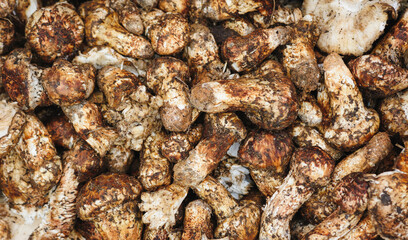 Wild Tricholoma matsutake mushroom in China