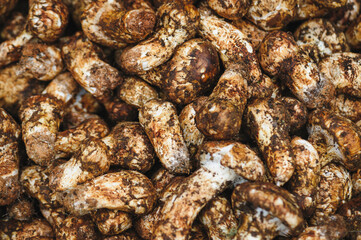 Wild Tricholoma matsutake mushroom in China