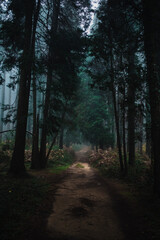 Fototapeta premium Dirt Path Inside The Forest In Autumn 