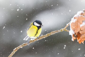 Winter garden scene with great tit sitting on the branch