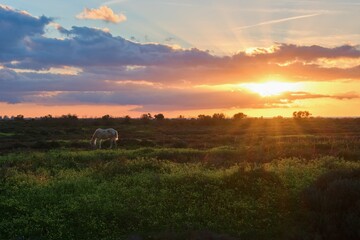 Fototapeta premium Beautiful sunset summer scene, pasture with horse
