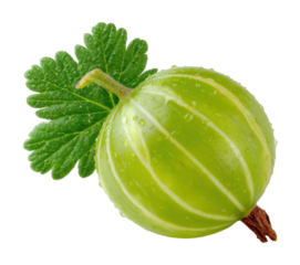 Fresh green gooseberry fruit nature view isolated on transparent background