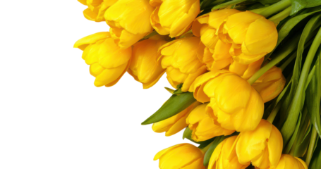 Vibrant yellow tulips bouquet floral arrangement isolated on transparent background