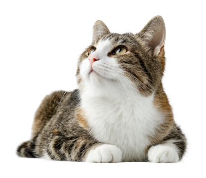 Playful cat observing surroundings in home environment isolated on transparent background
