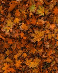 A detailed, high-contrast shot of a multitude of intertwined maple leaves. Vibrant orange and yellow hues, wet leaves, and a warm, cozy autumnal feel. Natural texture.