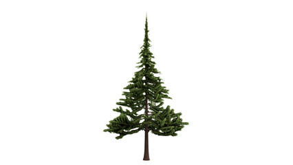 3D Render a small pine tree on a white background