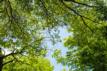 Obraz premium Low-angle view of Terminalia Mantaly trees with the blue sky in the park.