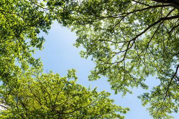 Low-angle view of Terminalia Mantaly trees with the blue sky in the park.