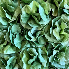 green leaves background