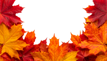 Vivid autumn maple leaves with copy space on transparent background. Seasonal fall frame with colorful leaves