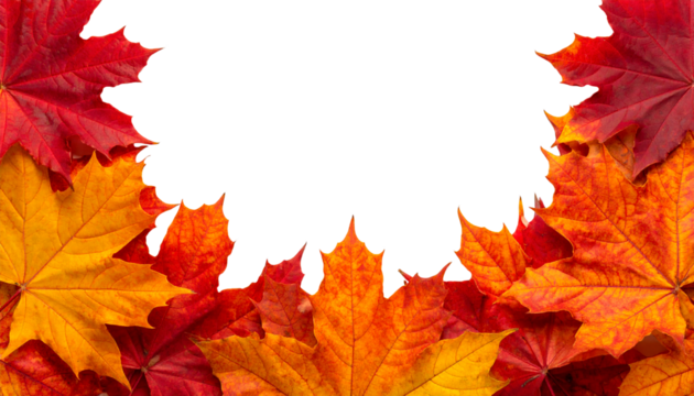 Vivid autumn maple leaves with copy space on transparent background. Seasonal fall frame with colorful leaves