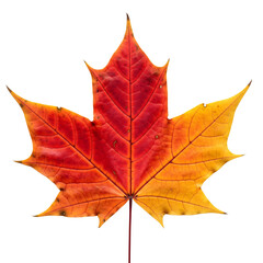 Obraz premium Vibrant Autumn Leaf
