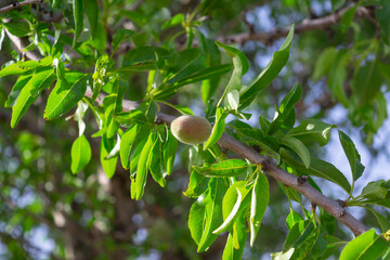 Almond fruit Prunus amygdalus Batsch ripens on branch of almond tree, background