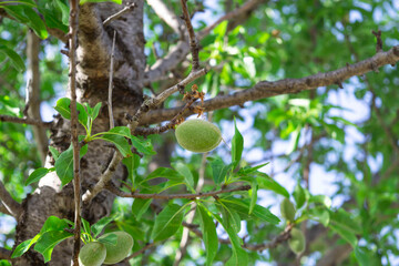 Almond fruit Prunus amygdalus Batsch ripens on branch of almond tree, background