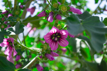 Tree mallow, Malva arborea (L.), (Lavatera arborea), a plant from the mallow family, closeup