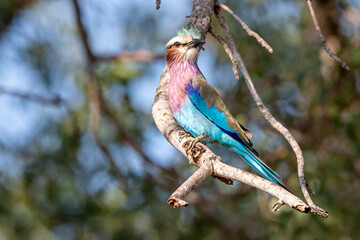 South Africa, Kruger National Park, Lilac-breasted Roller (Coracias caudatus)