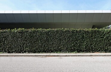 Tall privacy hedge  with roof of modern building and sky on behind. Concrete sidewalk and street in front. Background for copy space.