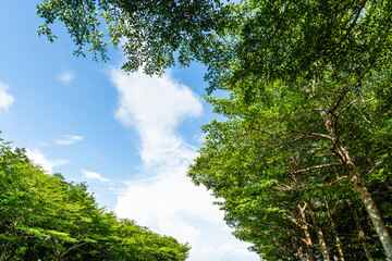 Low-angle view of Terminalia Mantaly trees with the blue sky in the park.