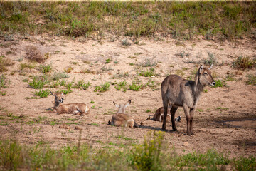 South Africa, Kruger National Park, Waterbuck (Kobus ellipsiprymnus), female and calfs