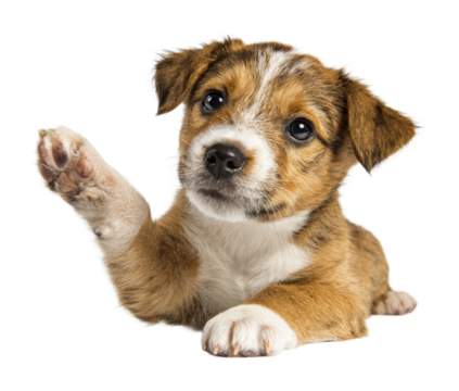 Playful puppy waving paw cute pet isolated on transparent background