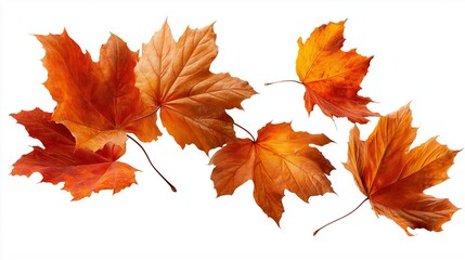 Fototapeta premium Autumn leaves isolated on white. Realistic autumn maple leaves in vibrant orange, red, and golden tones. Each leaf is isolated on a transparent background with natural shadows.