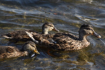 A mallard mother is swimming its babies in water in sunny day in late summer.
