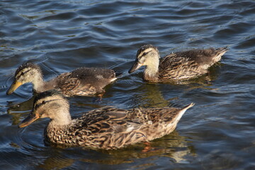 A mallard mother is swimming its babies in water in sunny day in late summer.