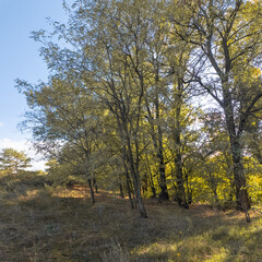 Golden autumn tree by a lake under vibrant blue sky. Sunlight filters through branches, casting warm shadows. Scenic path invites peaceful exploration in fall landscape.