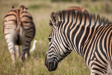 South Africa, Kruger National Park, Burchell's Zebra (Equus quagga burchellii)