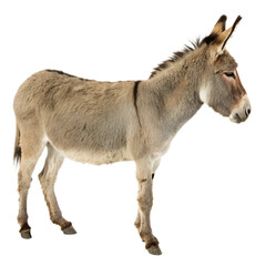 Fototapeta premium Majestic donkey stands proudly, showcasing its gentle nature and sturdy build, perfect for farm life or educational content. 