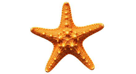 A close up of an orange starfish with textured skin against a stark black background in a studio shot created with generated ai