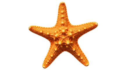 A close up of an orange starfish with textured skin against a stark black background in a studio shot created with generated ai