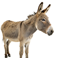 Fototapeta premium Gentle donkey with attentive ears stands patiently, perfect for farms, rural themes, or educational content seeking charming animal companionship. 