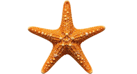 A close up studio shot of an orange starfish with white dots on a black background in full view created with generated ai