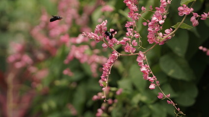 Beautiful flowers with black bees around them