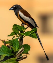 Whispers in the Canopy: Rufous Treepie in Morning Light