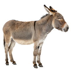 Serene donkey standing peacefully, conveying a sense of calm and rustic charm perfect for agricultural or storytelling projects.
