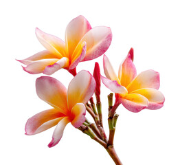 Vibrant plumeria flowers nature isolated on transparent background